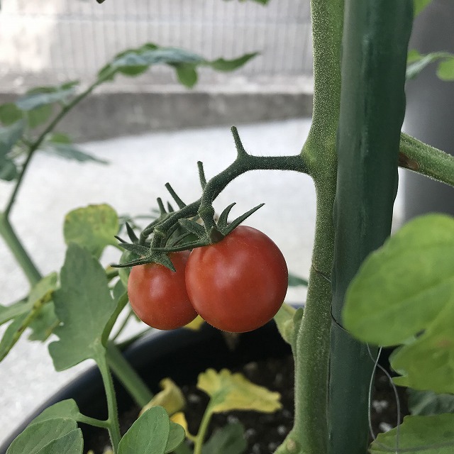 ホーリー農園　トマト収穫