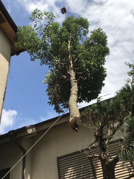 空飛ぶ木